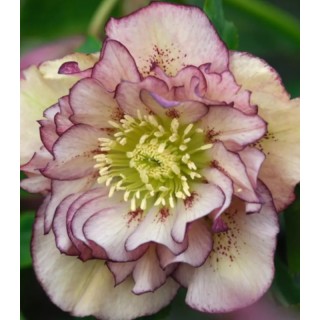 Helleborus Double Ellen Picotee - 1 radacina