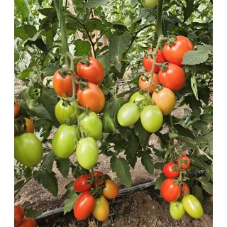 Seminte de tomate Seleto F1, 250 seminte