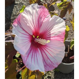 Hibiscus XXL Kopper King, 1 radacina
