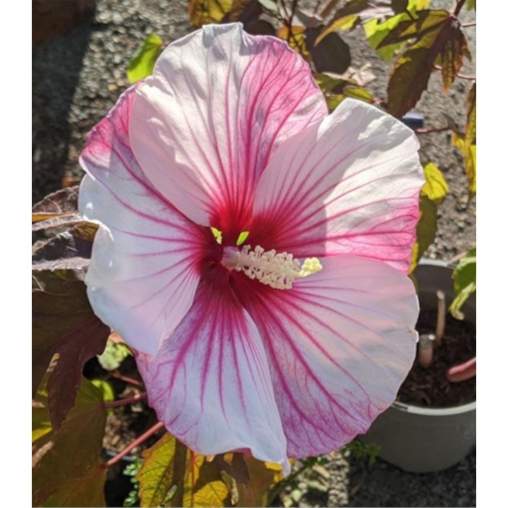 Hibiscus XXL Kopper King, 1 radacina