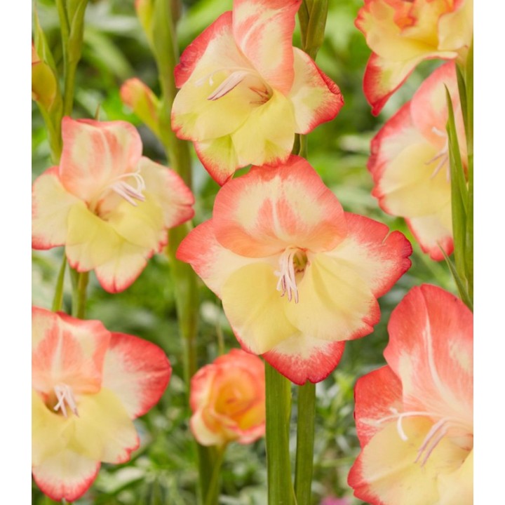 Gladiole pitice Las Vegas, 5 bulbi