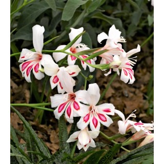 Gladiole pitice Prins Claus, 5 bulbi
