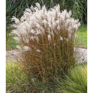 Iarba decorativa Miscanthus Kleine Fontane, 1 radacina