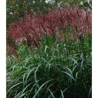 Iarba decorativa Miscanthus Malepartus, 1 radacina