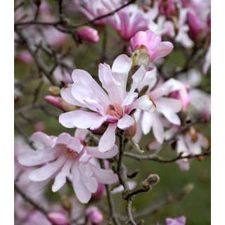Magnolia Leonard Messel, planta la ghiveci