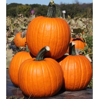 Seminte de dovleac de Halloween Kratos F1, 250 seminte