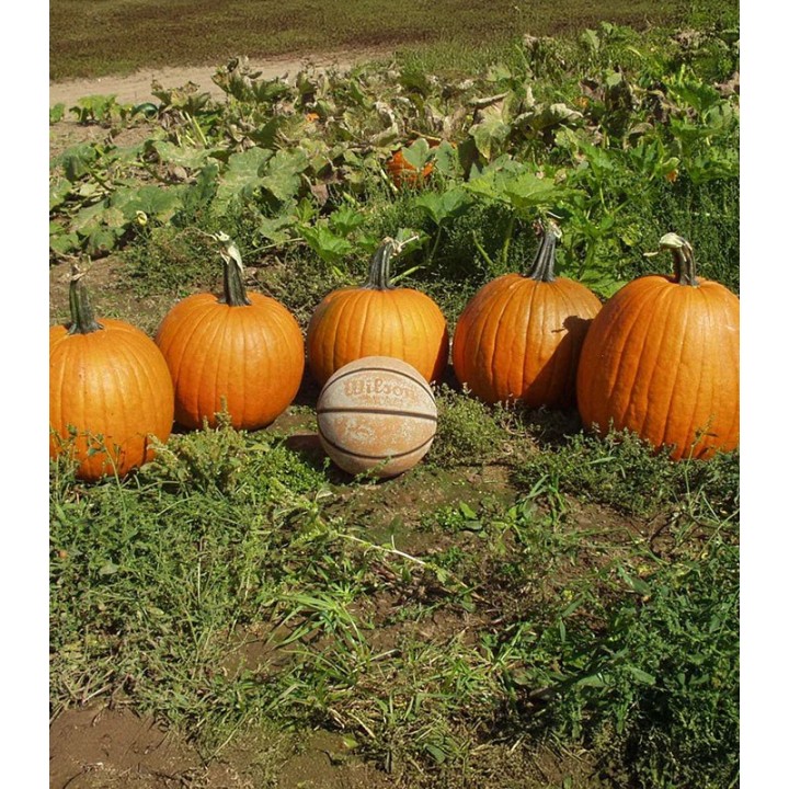 Dovleac de Halloween Gladiator F1