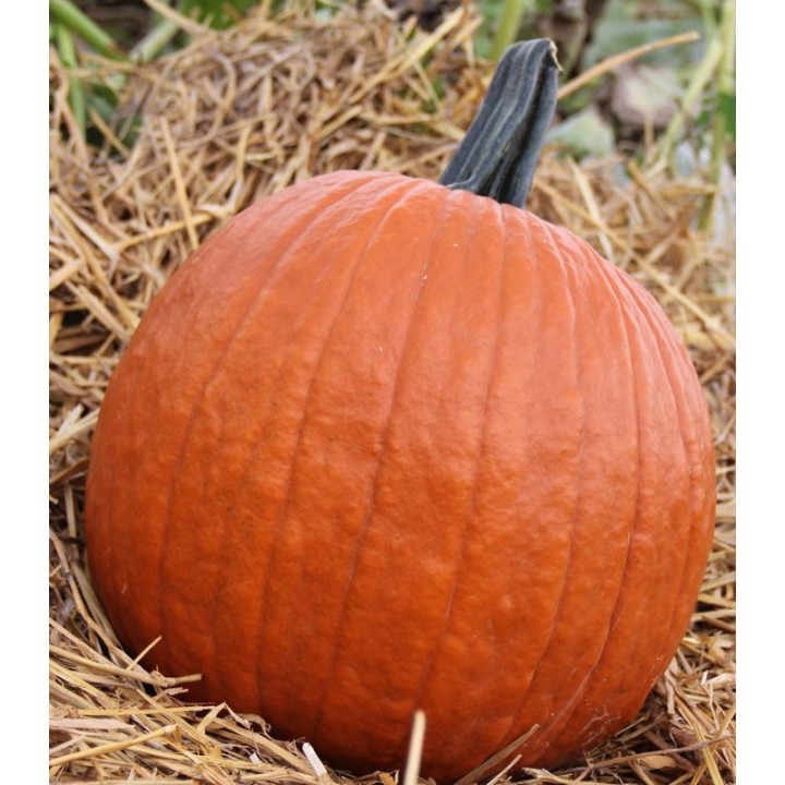 Seminte dovleac Halloween Gladiator F1