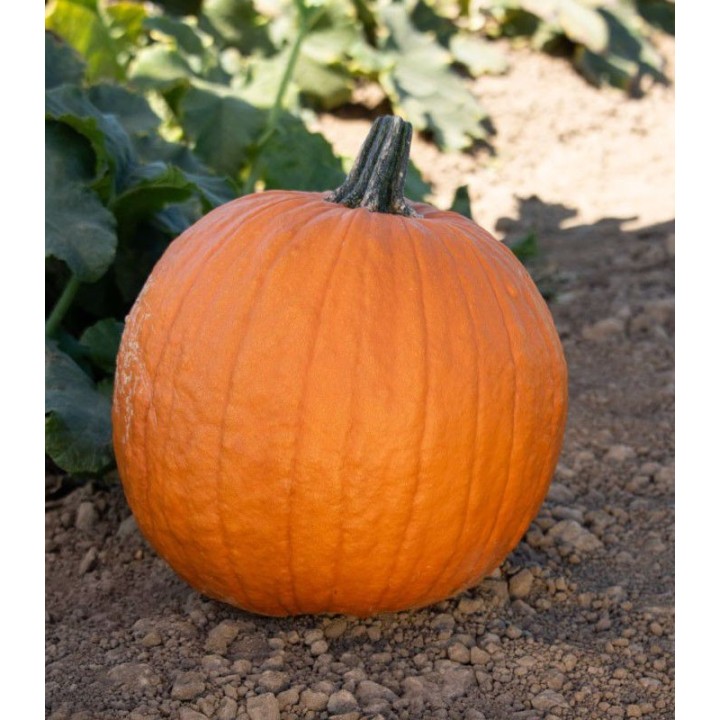 Halloween Dovleac Gladiator F1
