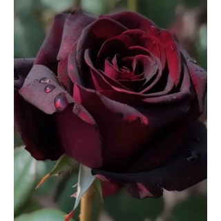 Trandafir teahibrid Black Magic, flori uimitoare rosu-grena