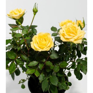 Trandafir pitic Petito Yellow, 1 butas