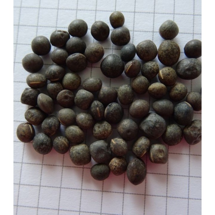Seminte de Mazariche Hanka (Vicia Sativa), 20 kilograme