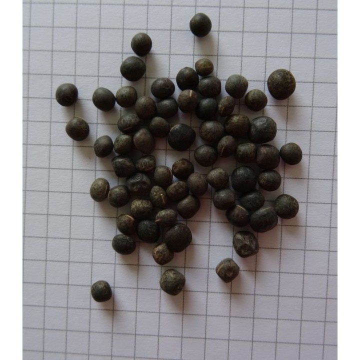 Seminte de Mazariche Hanka (Vicia Sativa), 20 kilograme