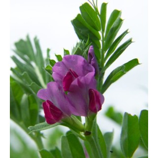Seminte de Mazariche Hanka (Vicia Sativa), 20 kilograme