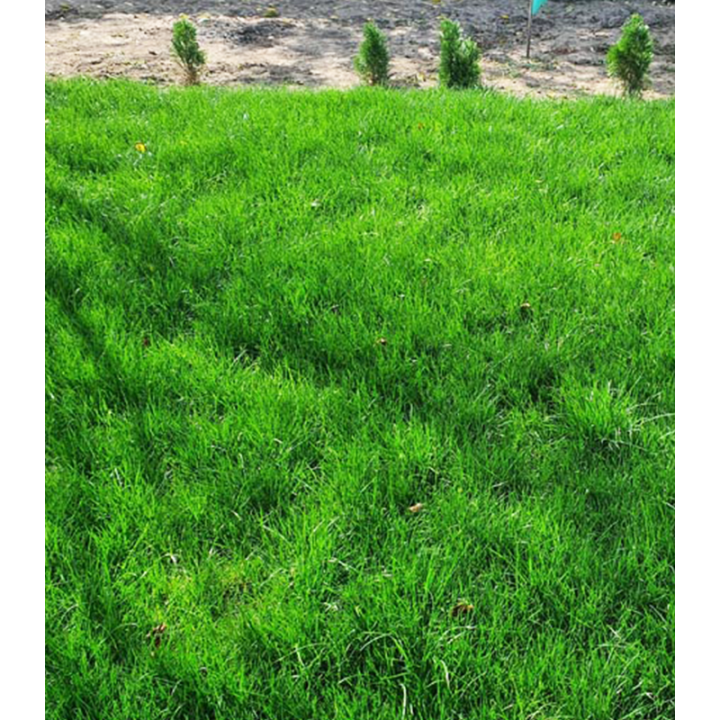 Gazon SemintePlante.ro, Dark Green