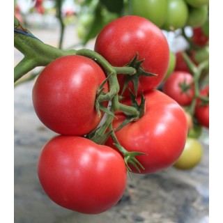 Seminte de tomate Nargiza F1, 100 seminte