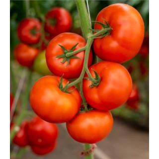 Seminte de tomate Annenfeld F1, 100 seminte