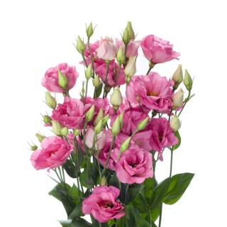 Seminte profesionale de Eustoma (Lisianthus) Cessna Rose III
