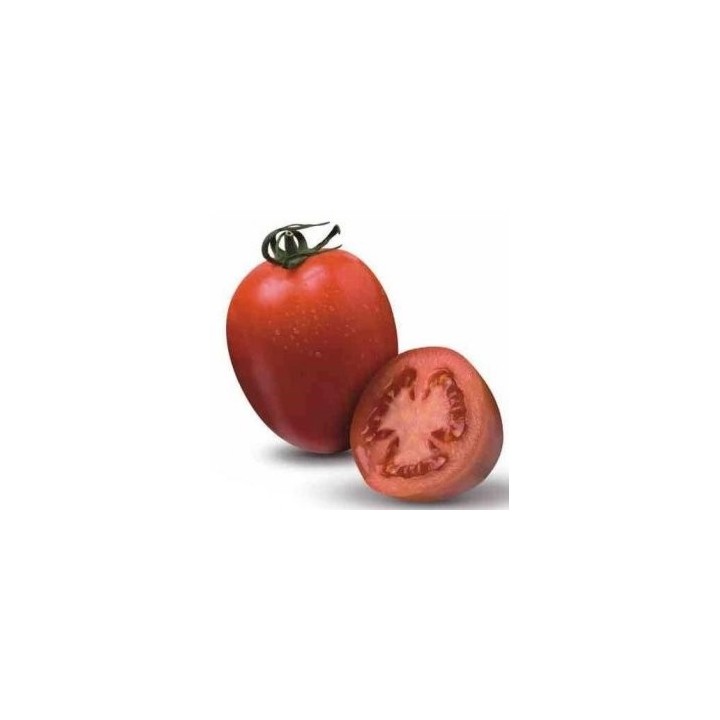 Tomate Byelsa F1