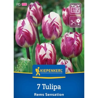 Lalele Rems Sensation, 7 bulbi