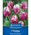 Lalele Rems Sensation, 7 bulbi