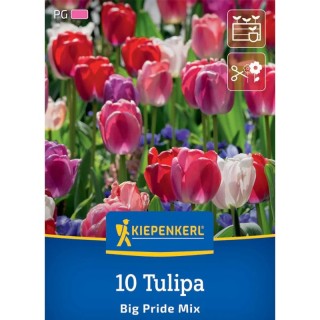 Lalele Big Pride Mix, 10 bulbi