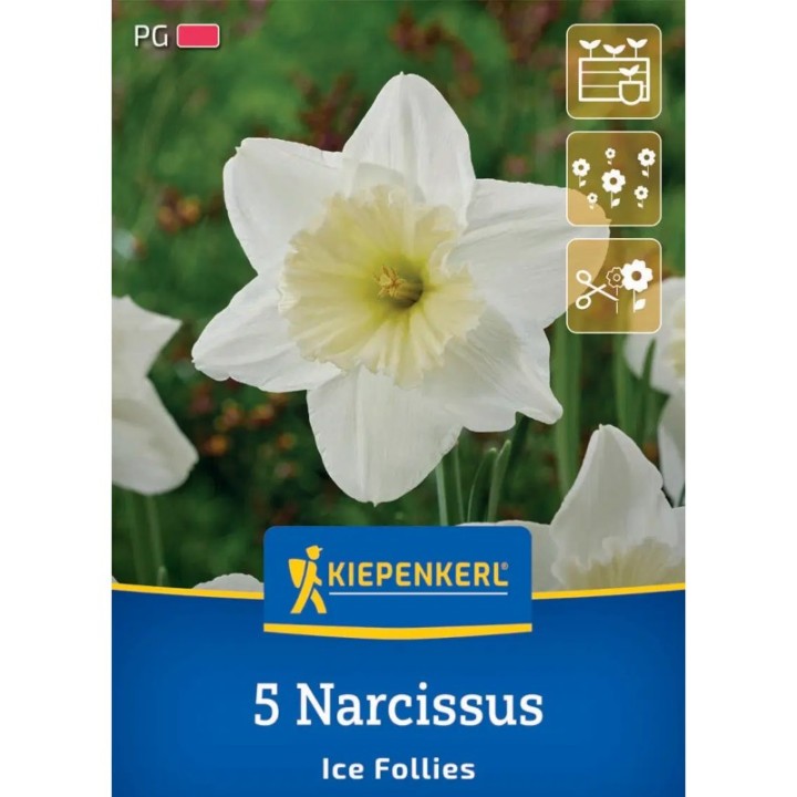 Bulbi narcise Ice Follies, 4 bulbi
