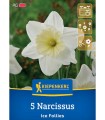 Bulbi narcise Ice Follies, 4 bulbi