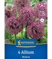 Allium Ostara, 4 bulbi