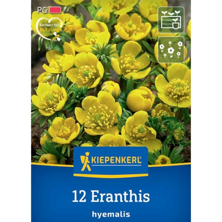 Bulb Erathis, anemona de iarna, 12 bulbi