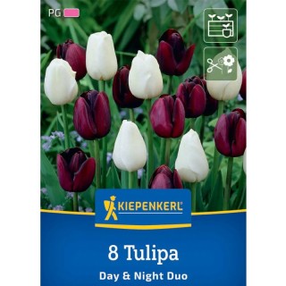 Lalele Mix Day and Night, 8 bulbi