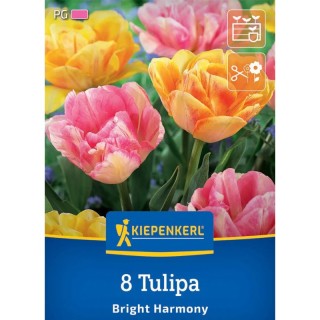 Mix Lalele Bright Harmony, 8 bulbi
