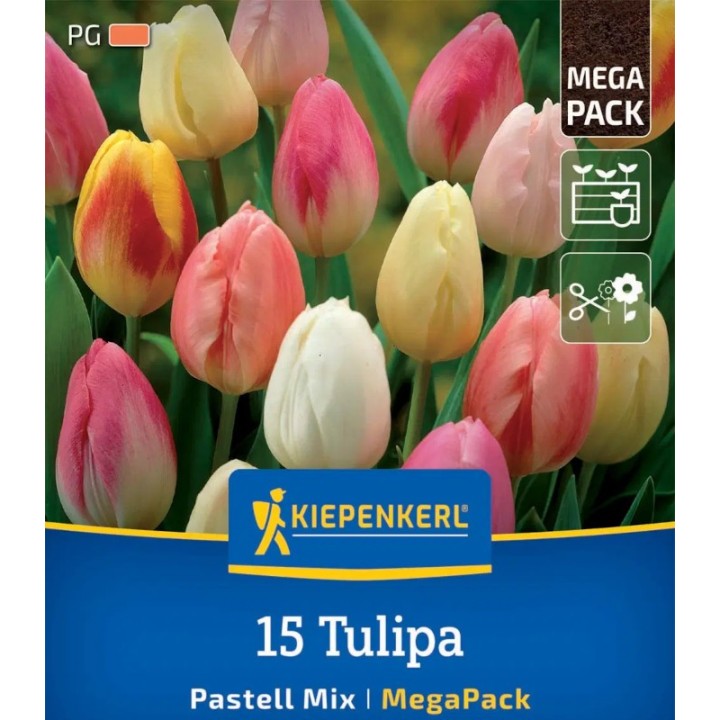 Lalele Pastell Mix, 15 bulbi