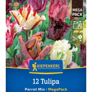 Bulbi de lalele Parrot Mix, amestec de culori