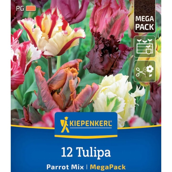 Bulbi de lalele Parrot Mix, amestec de culori