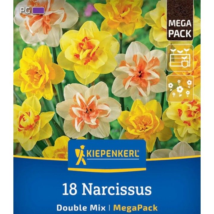 Bulbi narcise batute Mix, 18 bulbi