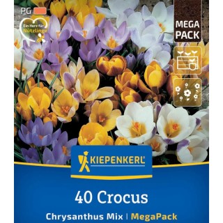 Bulbi de Crocus Botanical Mix, amestec de culori
