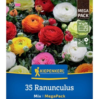 Bulbi Ranunculus Mix, 35 bulbi