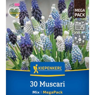 Mix de bulbi Muscari