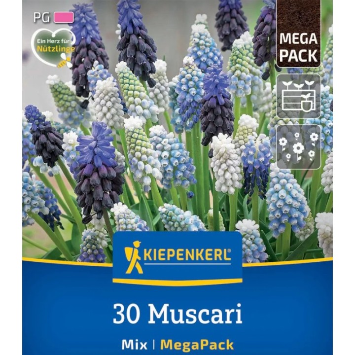 Mix de bulbi Muscari