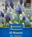 Mix de bulbi Muscari