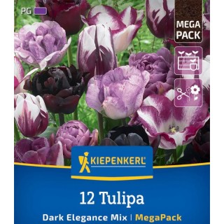 Lalele Mystic Island/Dark Elegance, 12 bulbi