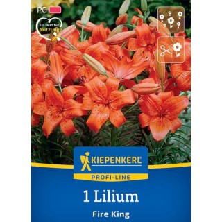 Crin lilium Fire King, 1 bulb