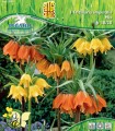 Fritillaria Imperialis Mix, 3 bulbi