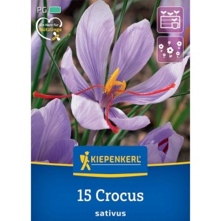 Bulbi de Crocus sativus (sofran), 15 bulbi