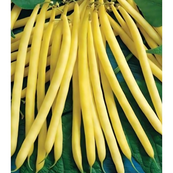 Seminte de fasole Sondela, sac 25 kilograme
