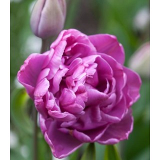 Bulbi de lalele duble Lilac Perfection, 5 bulbi