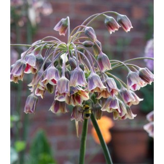 Allium siculum, 10 bulbi