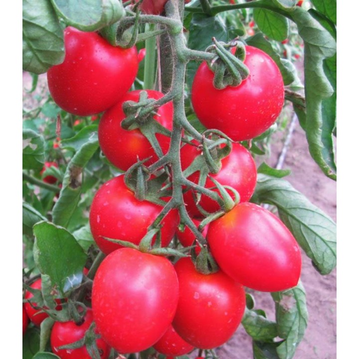 Seminte de tomate cherry Pendolino F1 