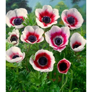 Anemone Bicolor, 15 bulbi